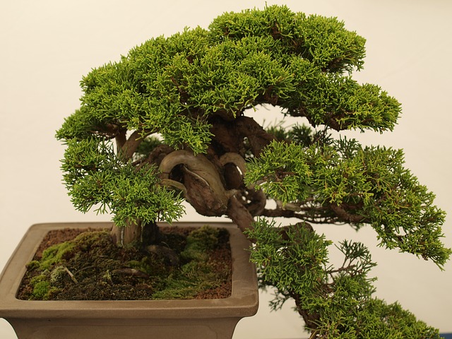miniaturní bonsai